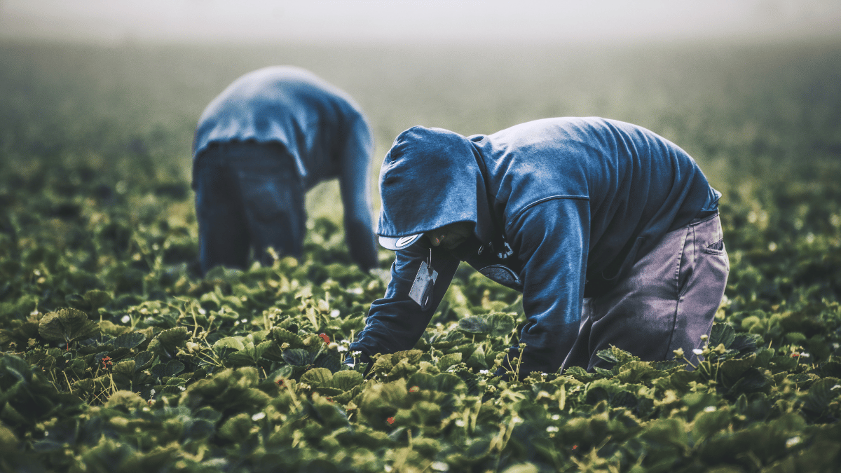 Field workers picking strawberries