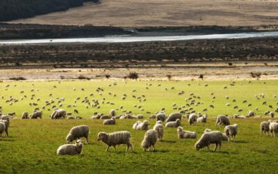 Protecting the Rights of Migrant Sheepherders